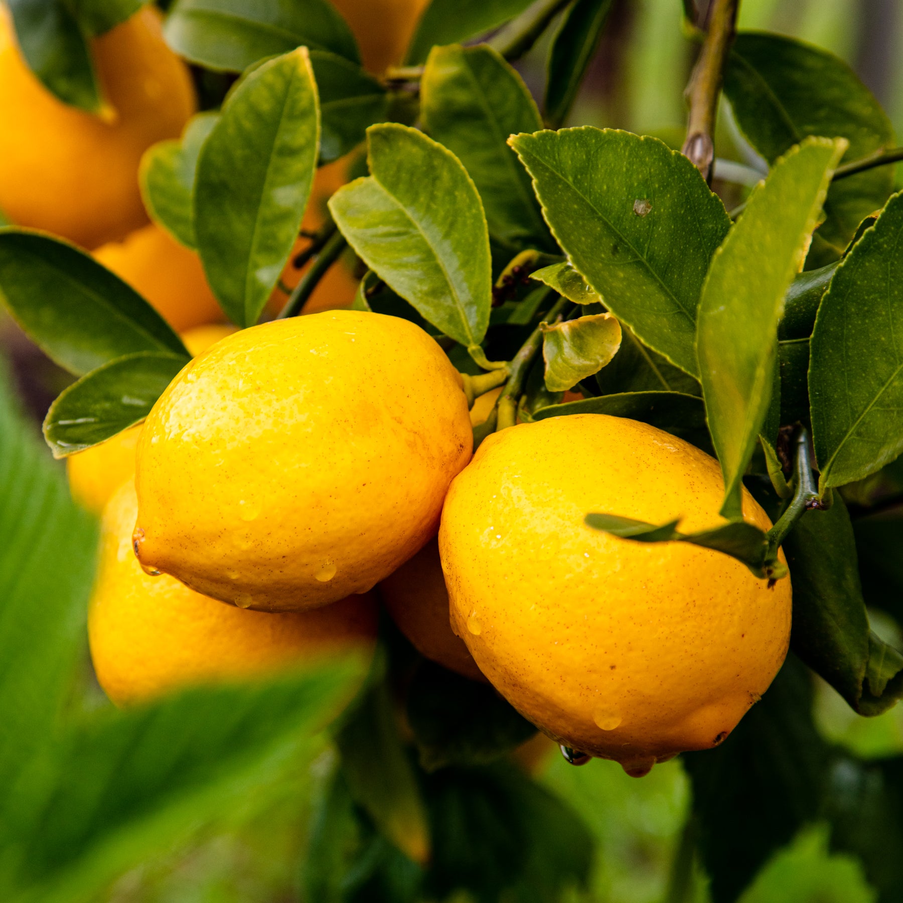 Foodservice Triple Citrus Shrub